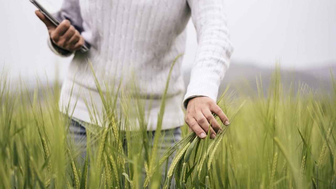 Person in a field