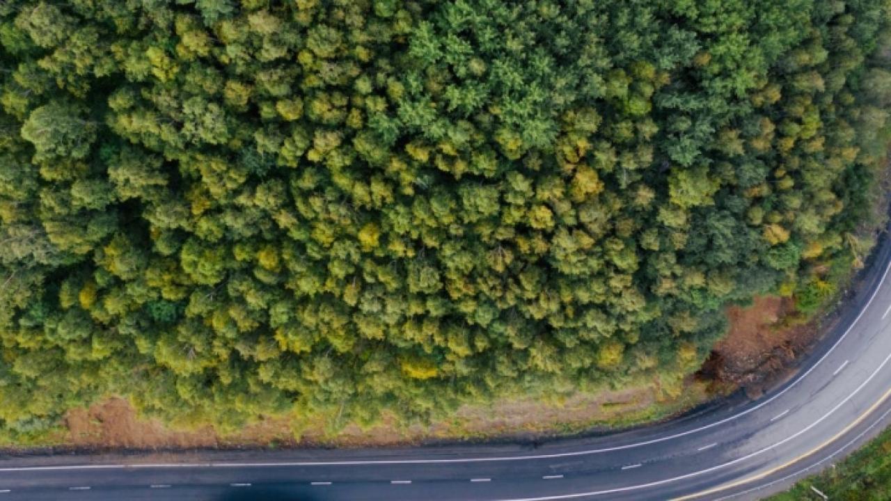 Forest with a river from above