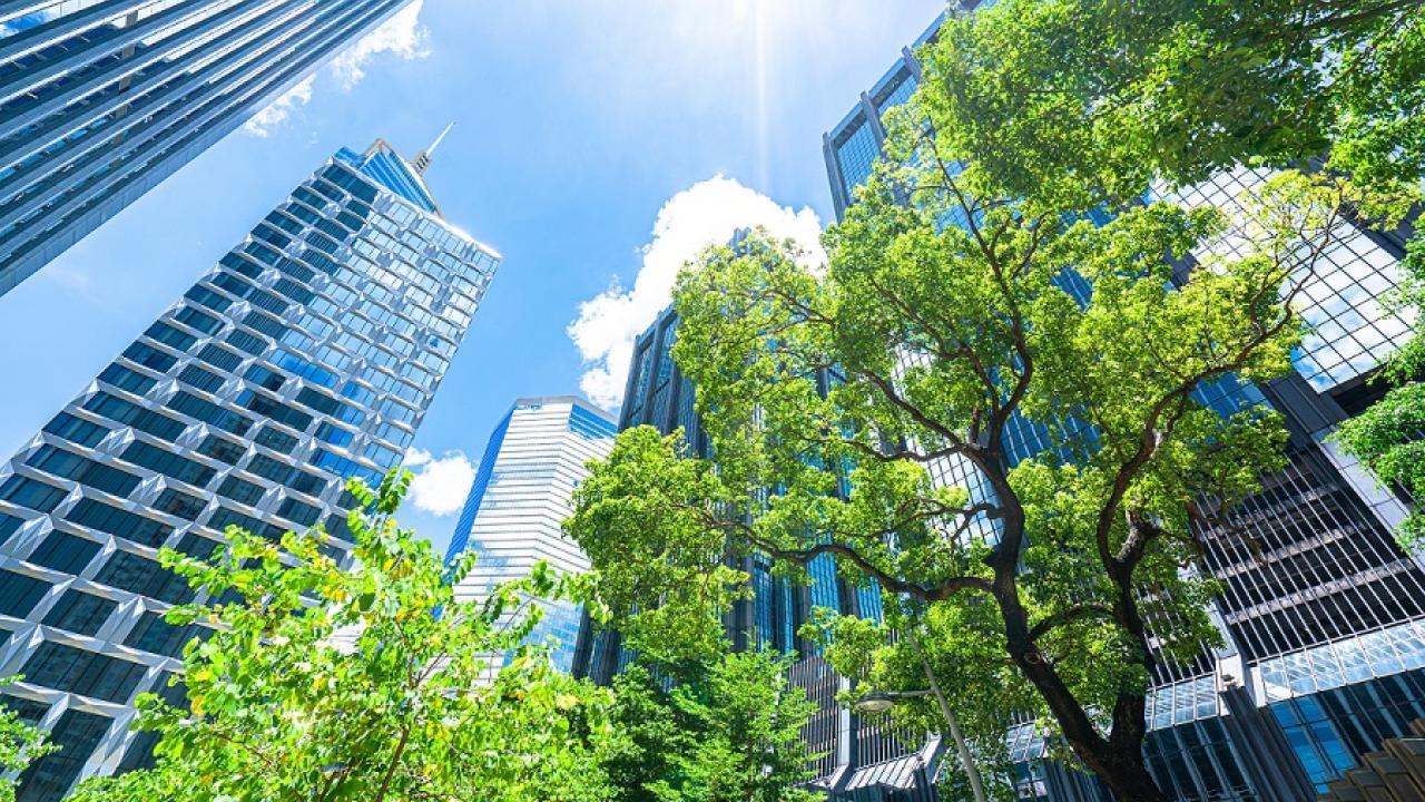 tall buildings and trees, seen from below