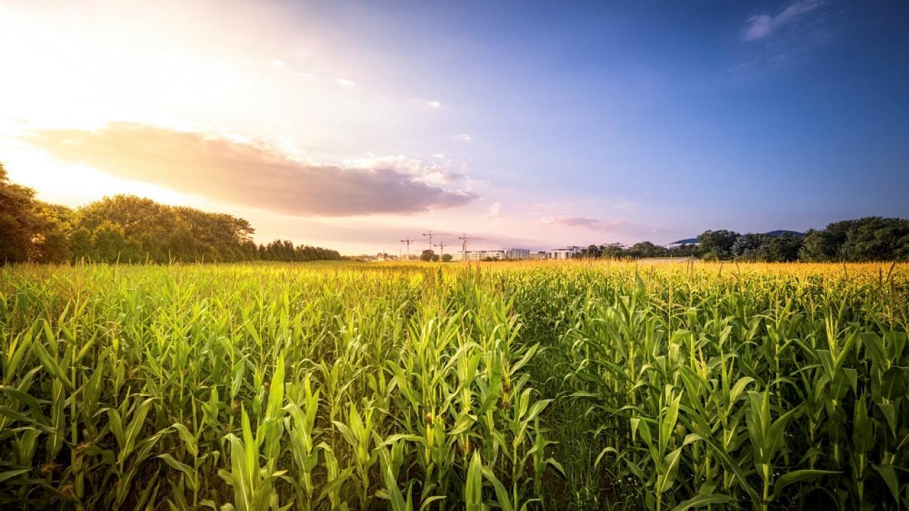 Corn Field