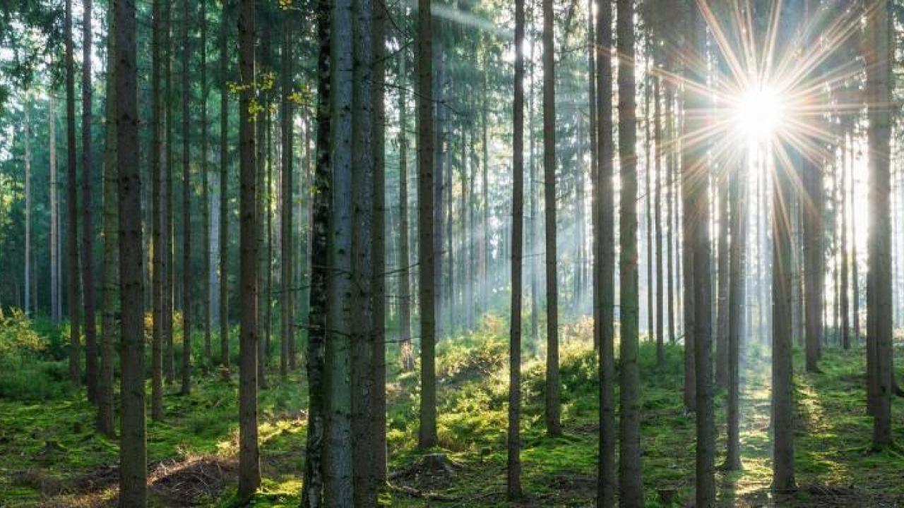 sunlight through a verdant forest