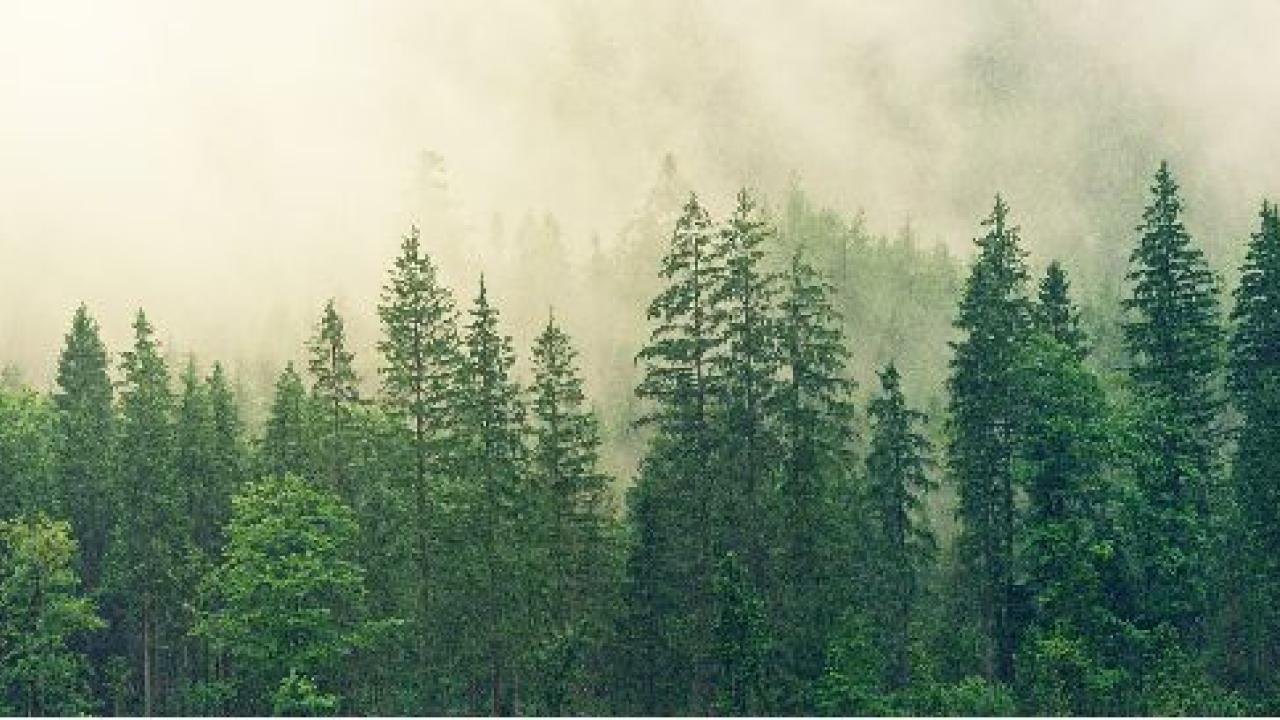 Photo of trees with mist.
