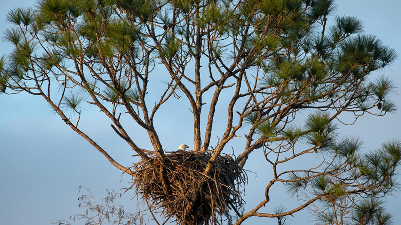 An eagle in a nest high in the tree tops