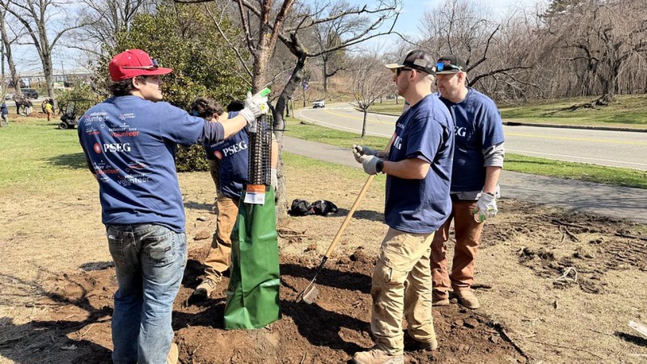 Tree being planted by PSEG employees.