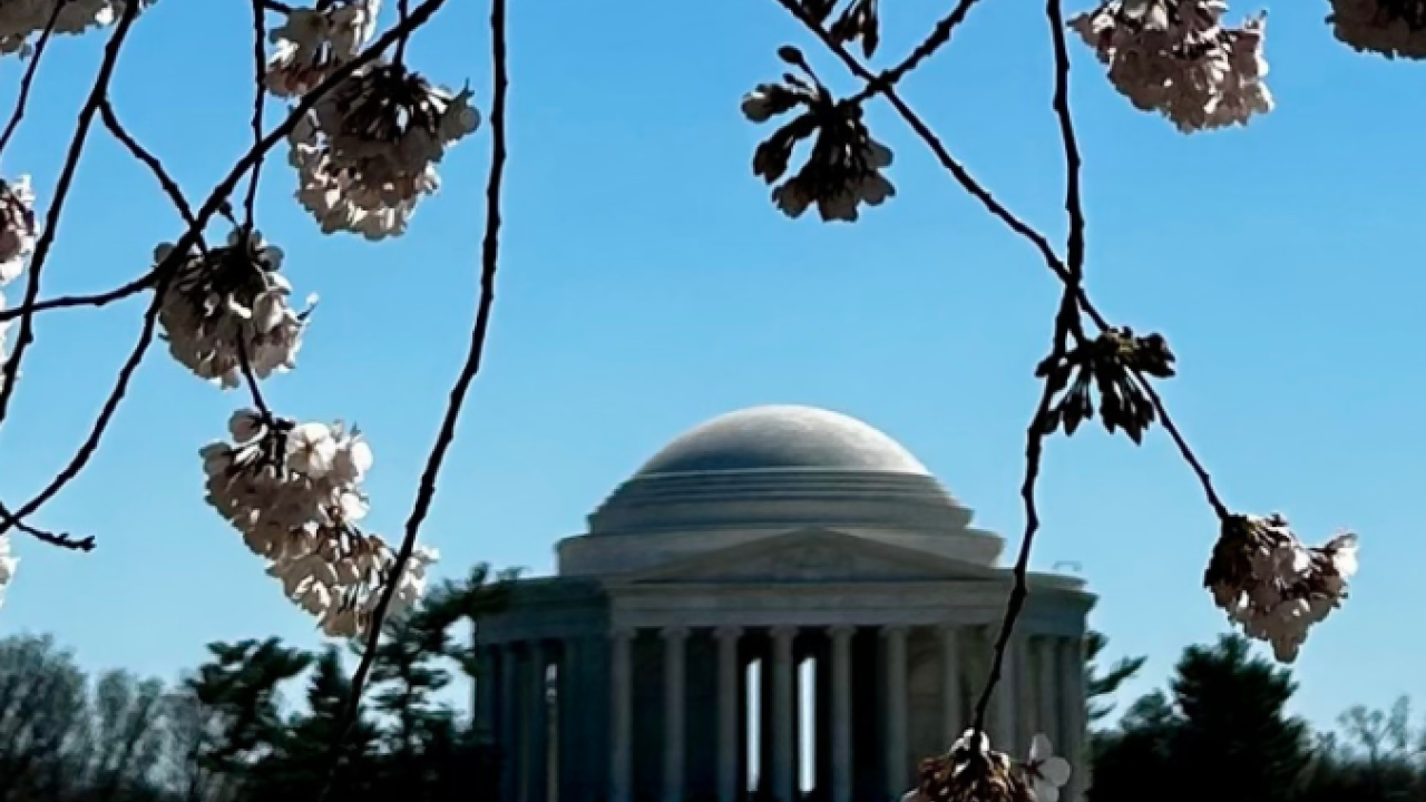 Cherry blossom tree with a building in the distance 