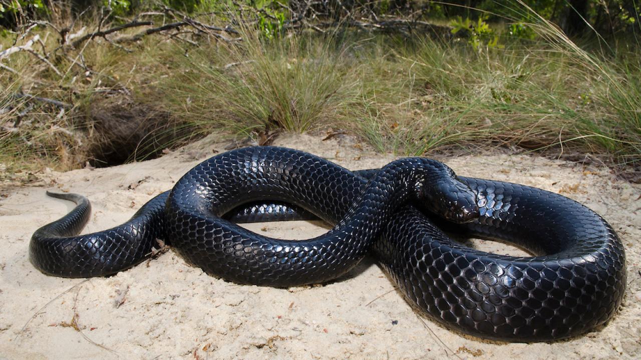eastern indigo snake 