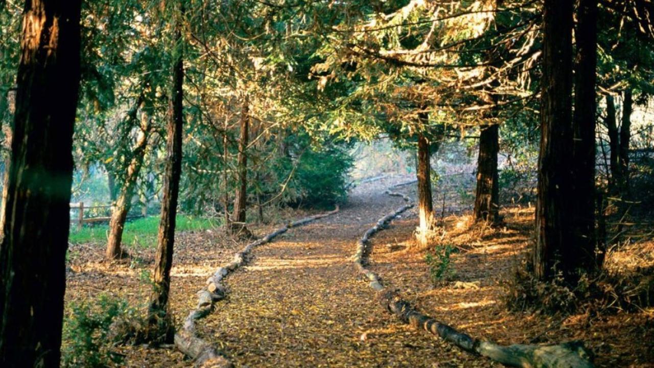 Redwood Forest