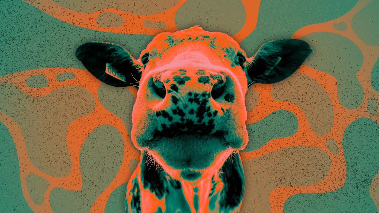 colored image of a cow