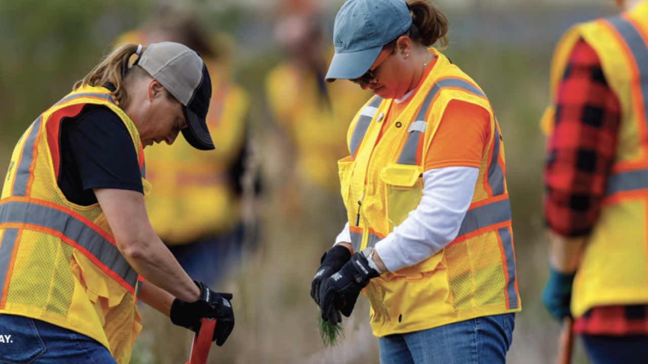 Employees wearing hi-vis jackets while planting trees