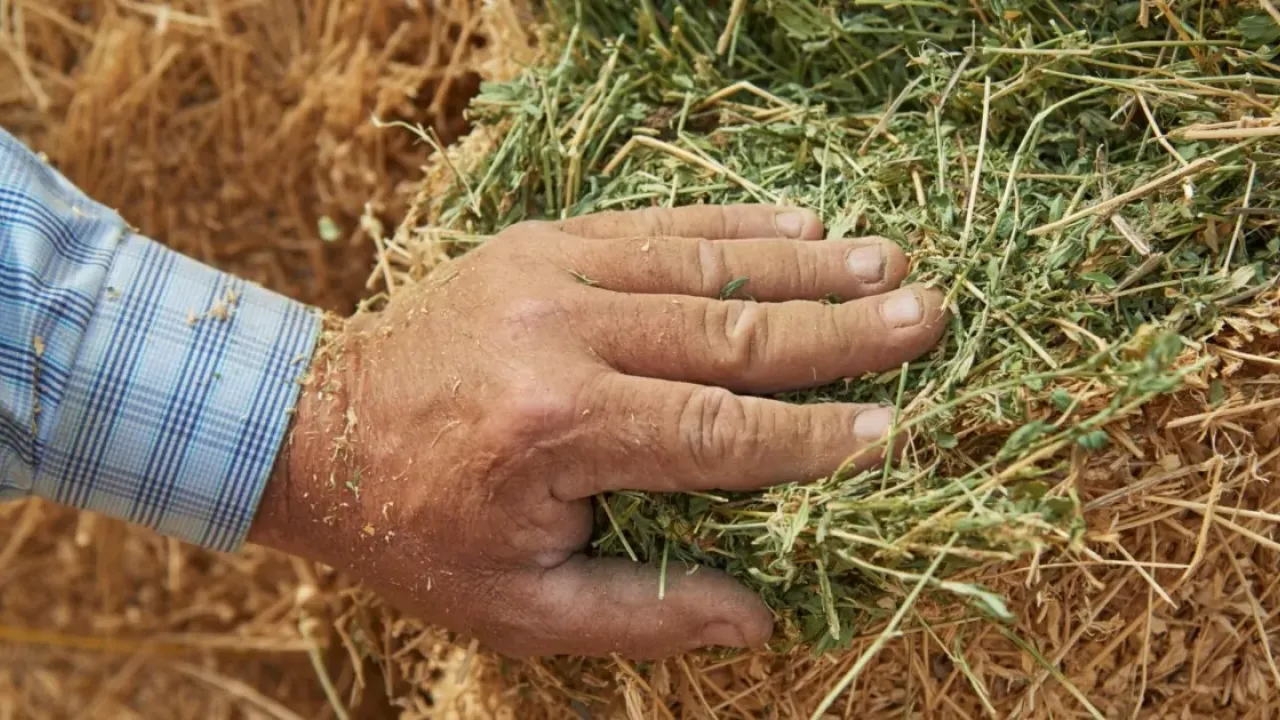 A person's hand placed on a bale