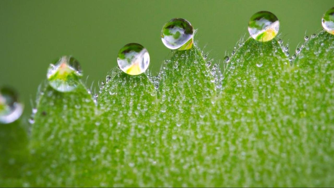 A close-up of dew drops on a green leaf.