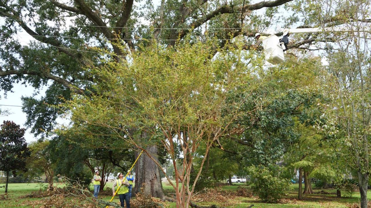 worker cutting tree branches