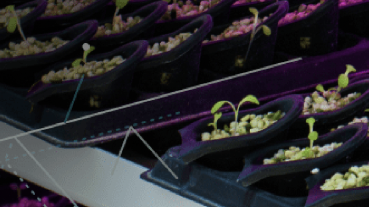 Seedlings growing