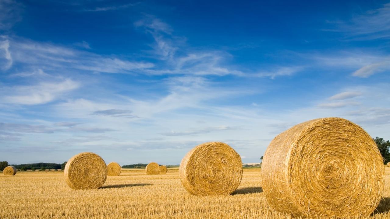Field with bales of hay rolled up. 