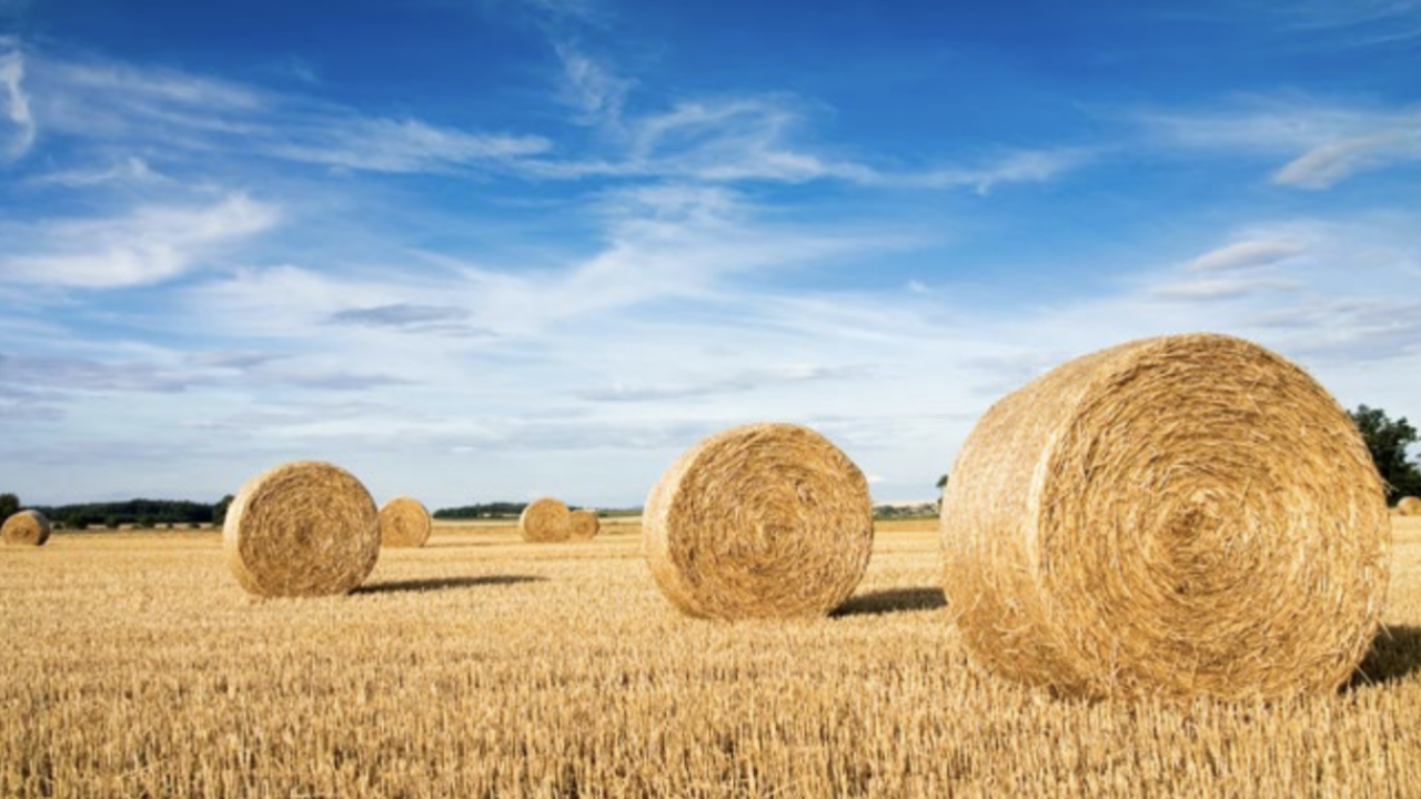 In 2021, Essity began tissue manufacturing using pulp from wheat straw at its production facility in Mannheim, Germany.