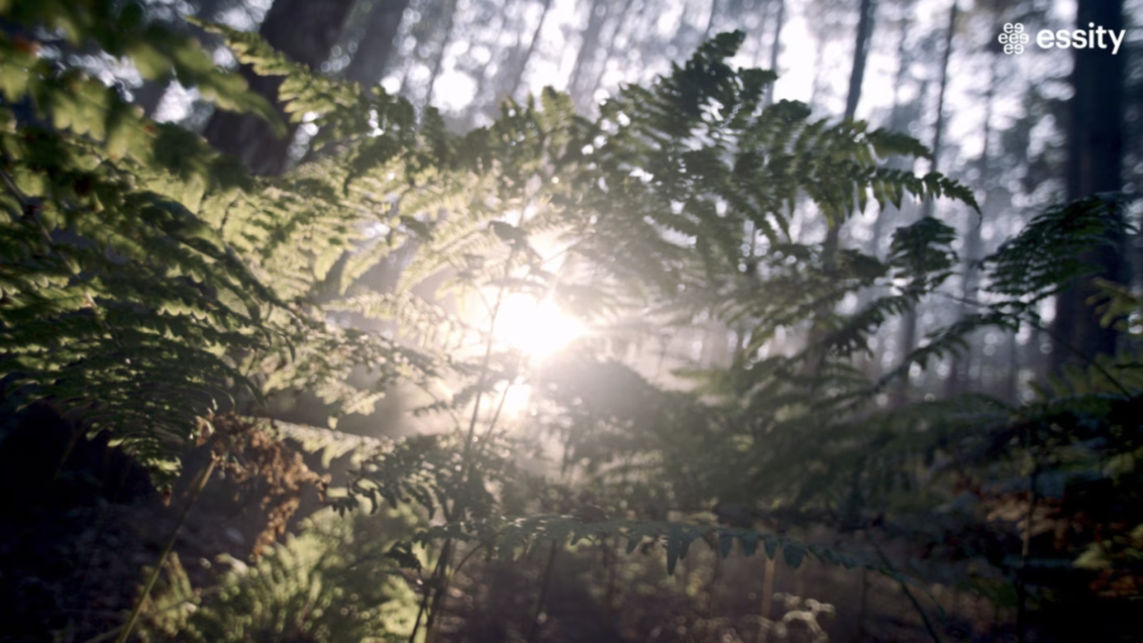 Sunlight in a forest.