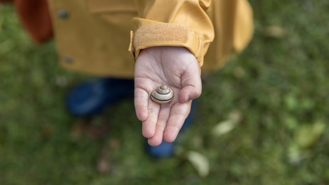 Child holding a seashell.