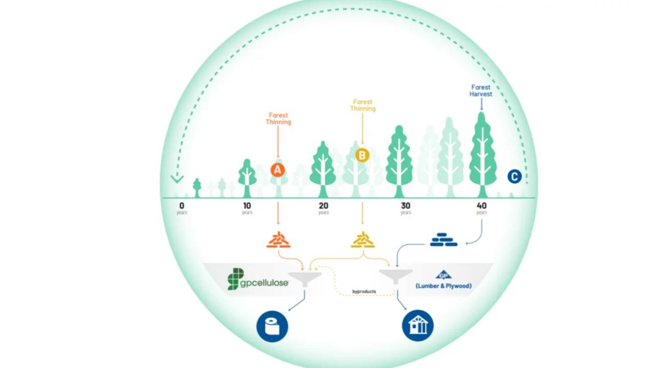Infographic of how the parts of a tree are used
