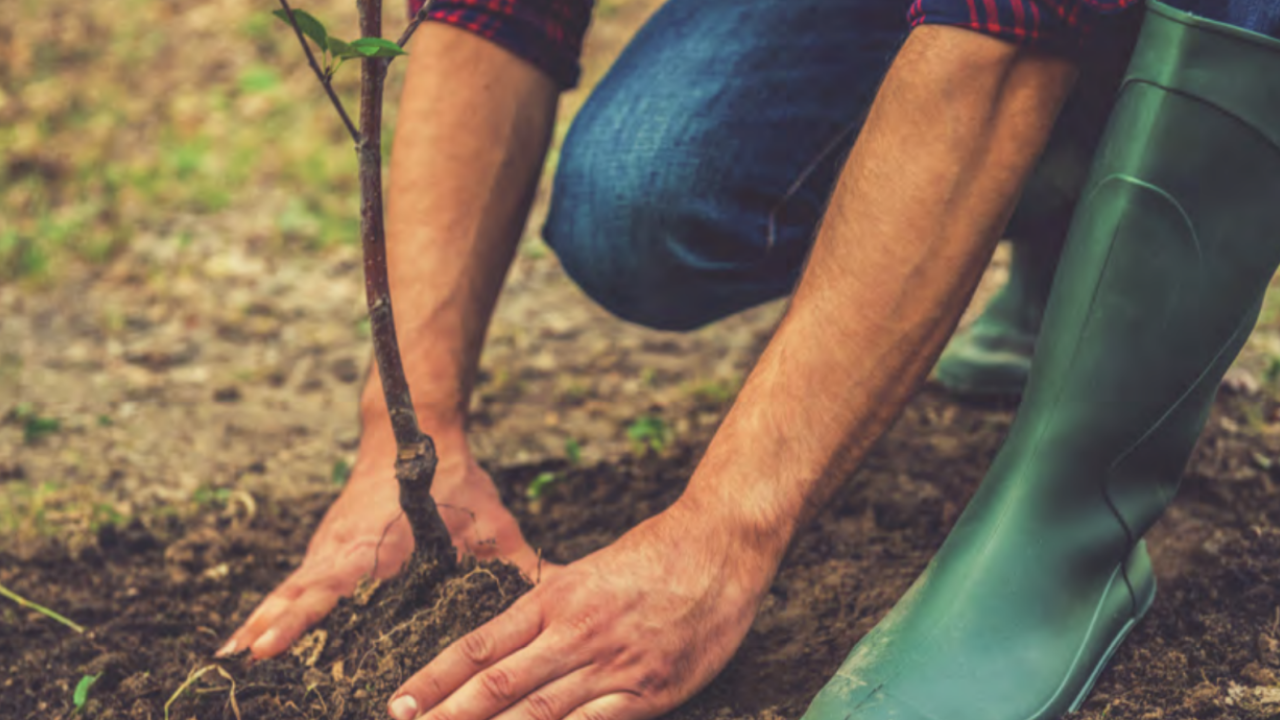 Person knelt down planting a tree