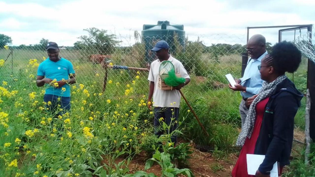 Farmers in Zimbabwe are working with Action Against Hunger and learning how to harness the power of natural pollinators.