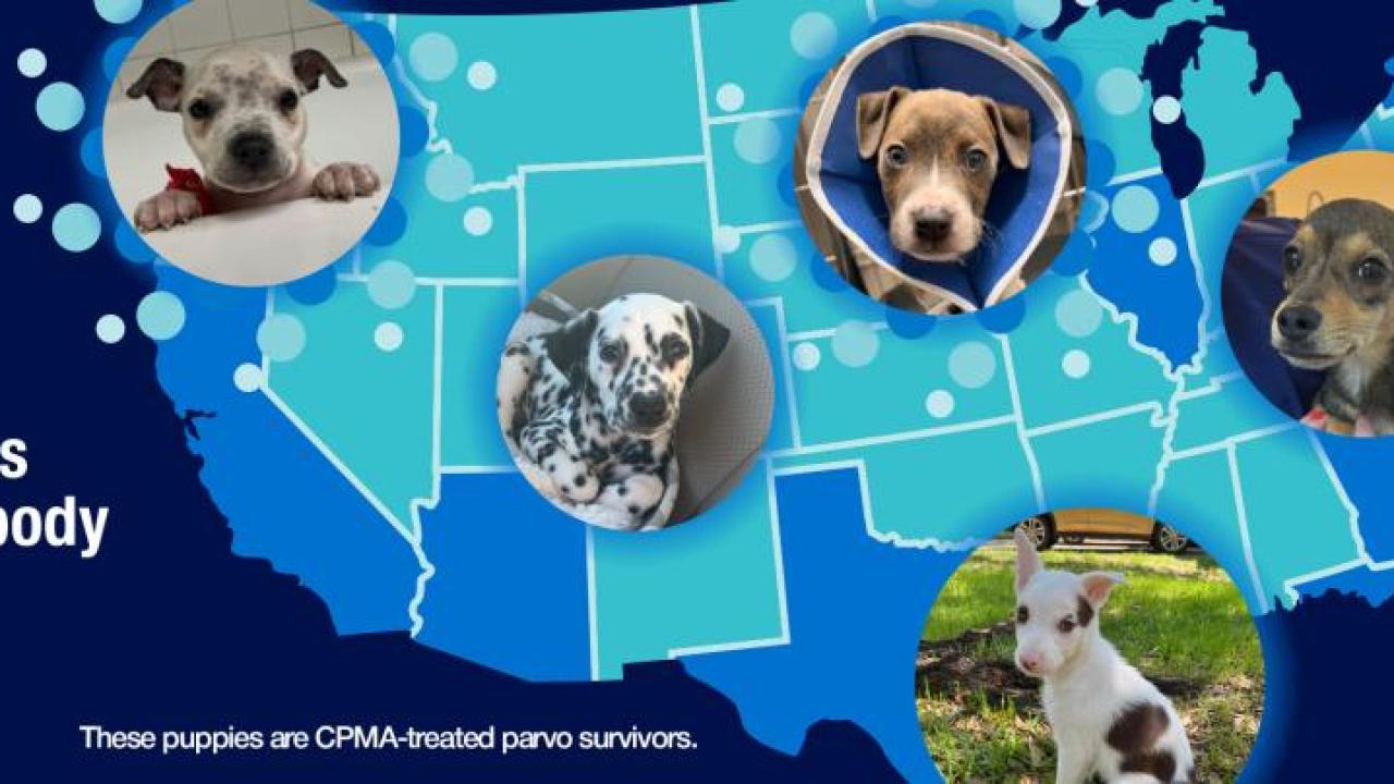 Canine Parvovirus Monoclonal Antibody infographic 