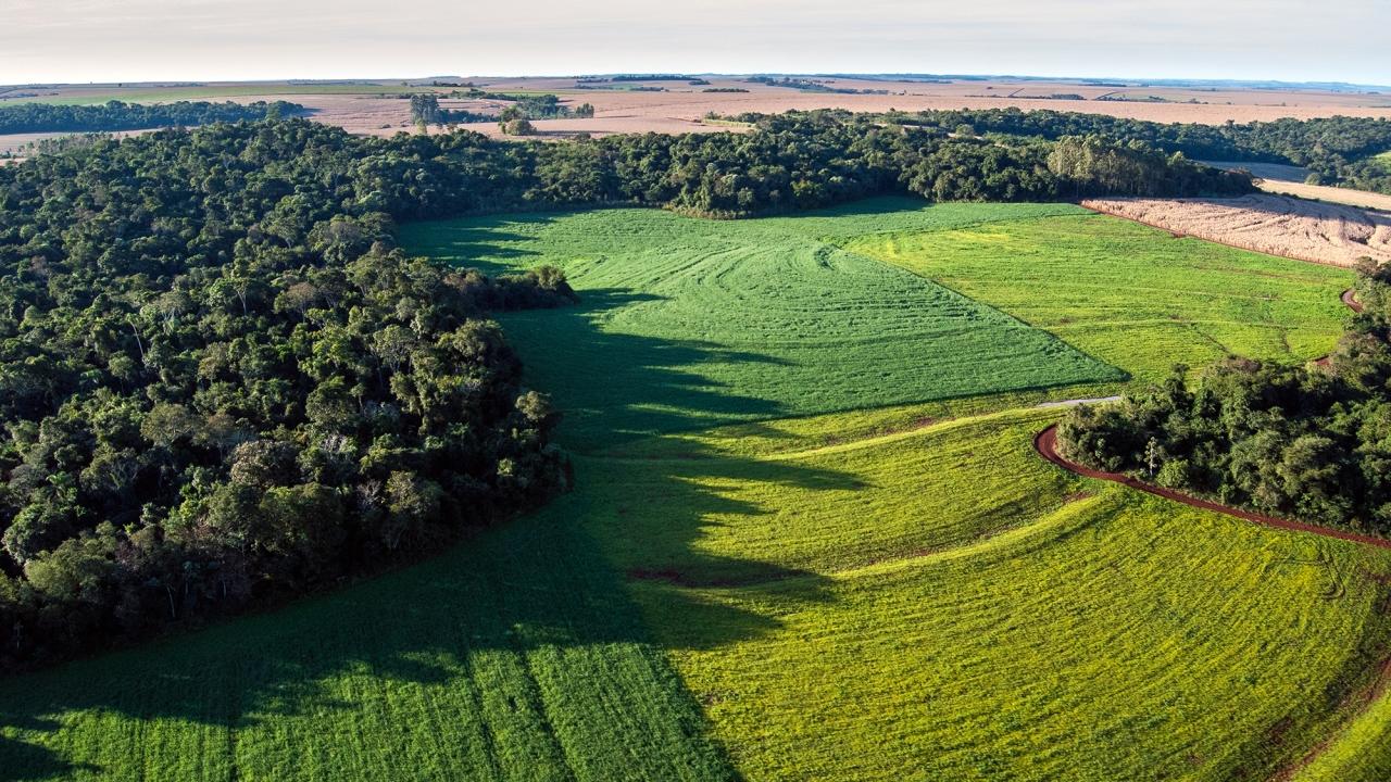 Fields and forest from above