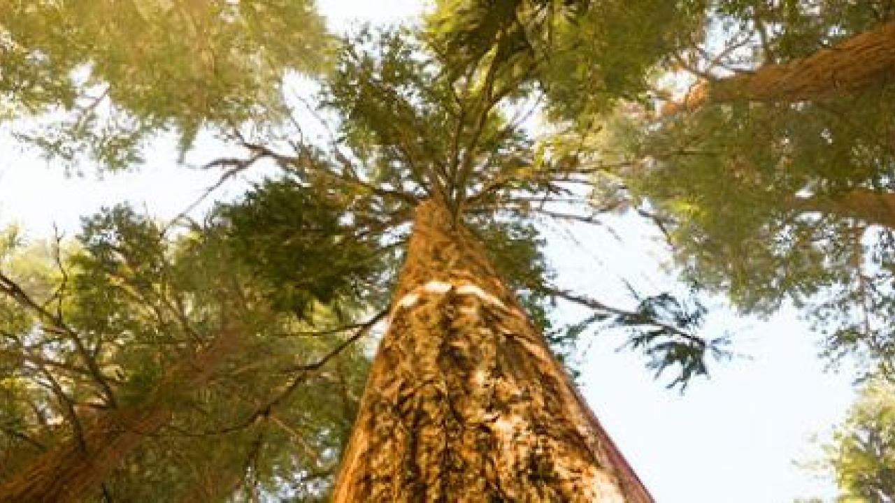 The Value of Chain of Custody Certification: How Retailers are Meeting Consumer Preference for Responsibly Sourced and Sustainable Goods