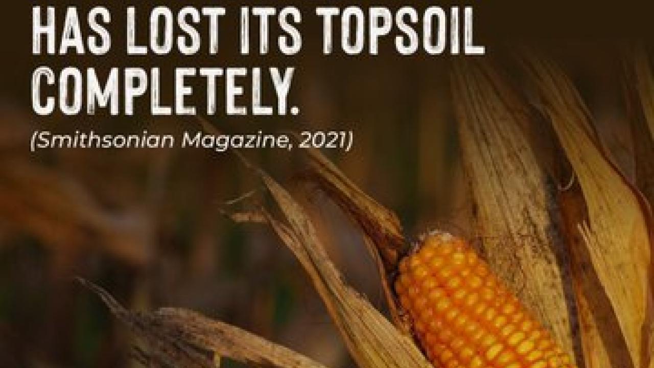 Photo of corn