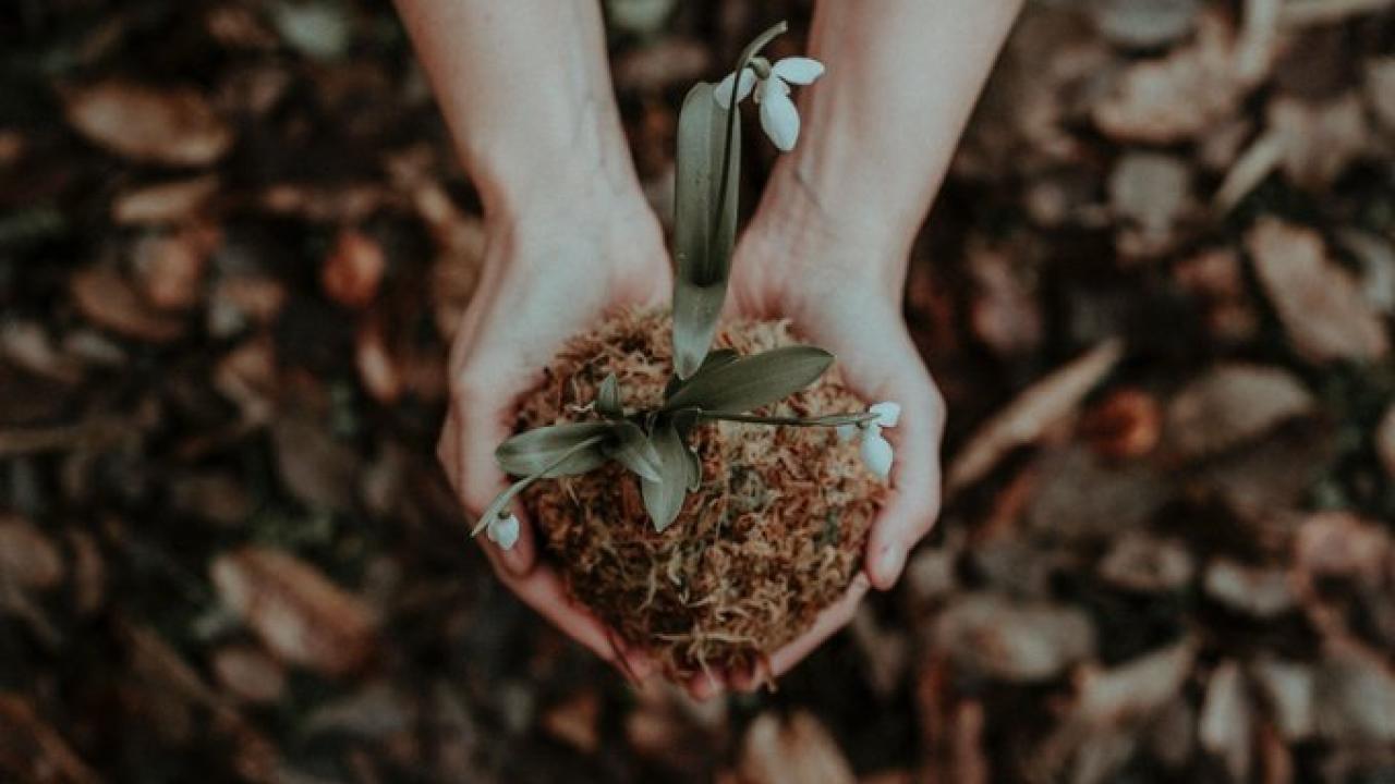 Hands holding soil