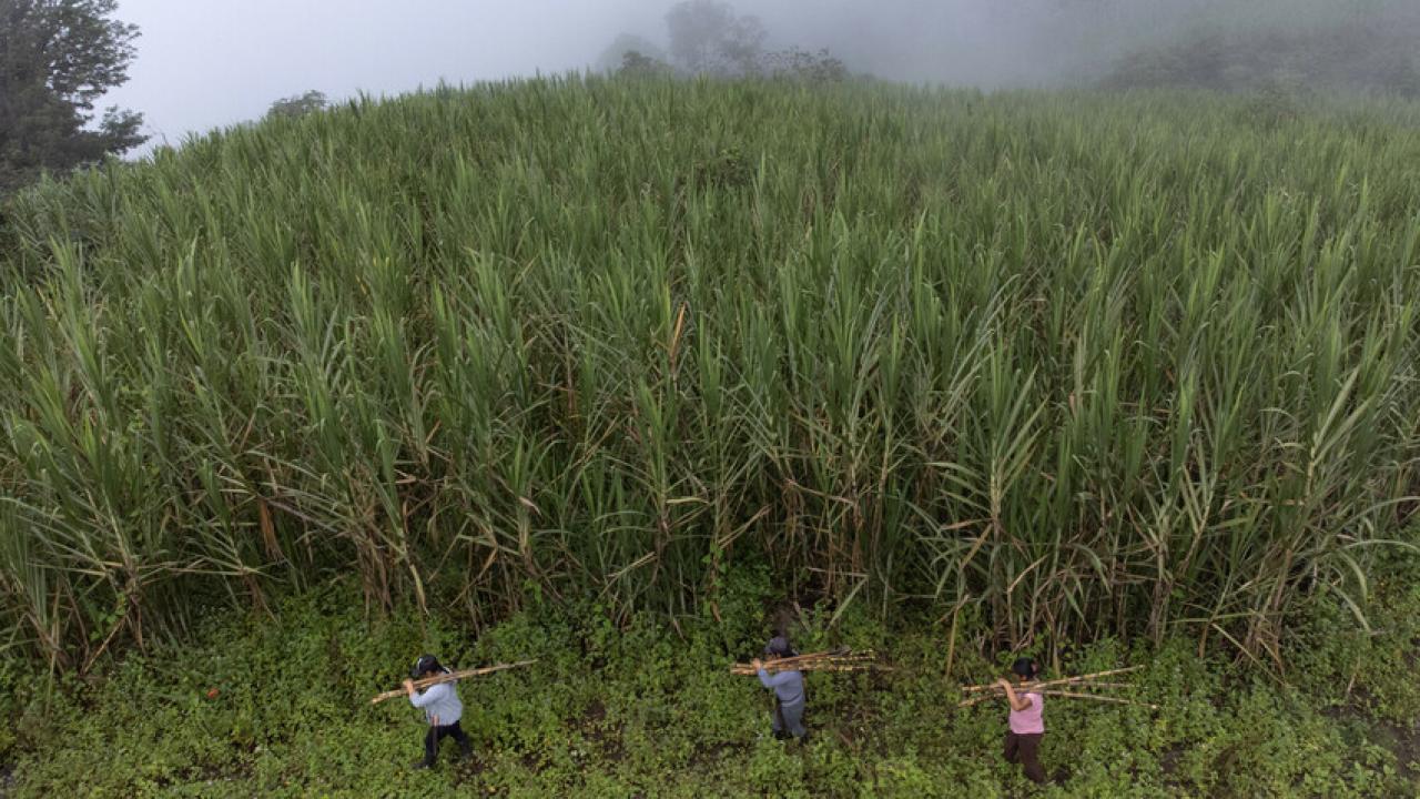 Three workers carry sugarcane through a canefield in Peru.