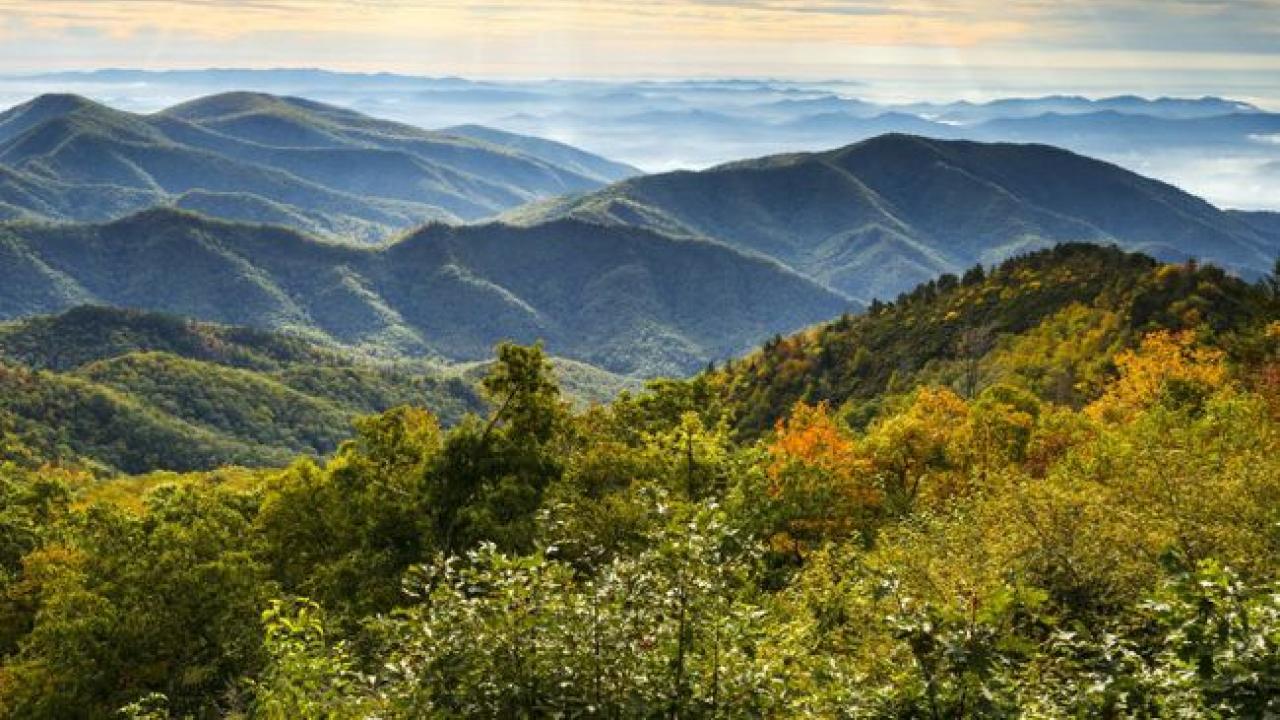 Tree tops with mountains in the distance 