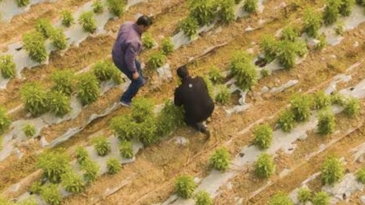 Birds eye view of farm land