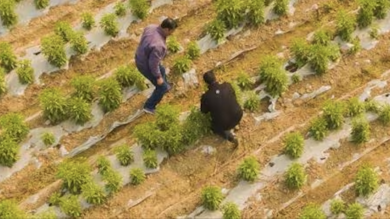 Birds eye view of farm land
