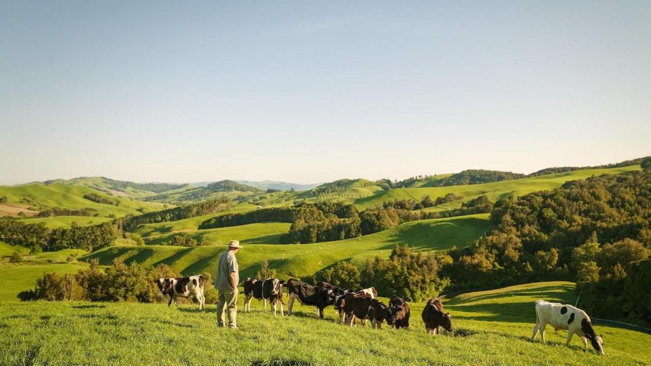 farmer looks out onto his cows across field