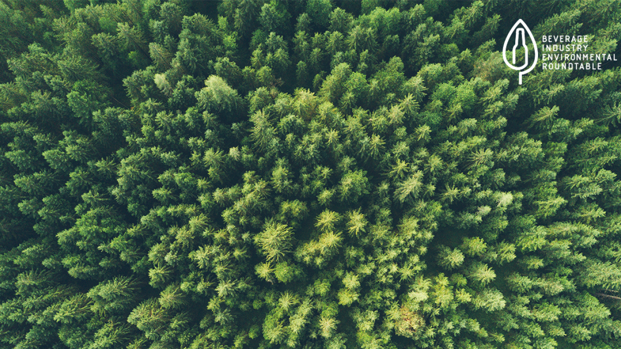 aerial view of trees and forest