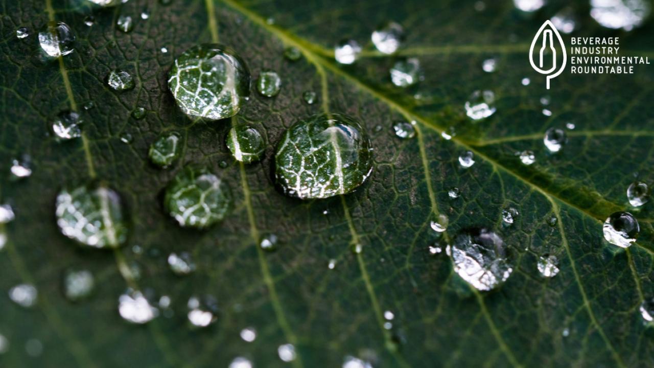 water on leaf