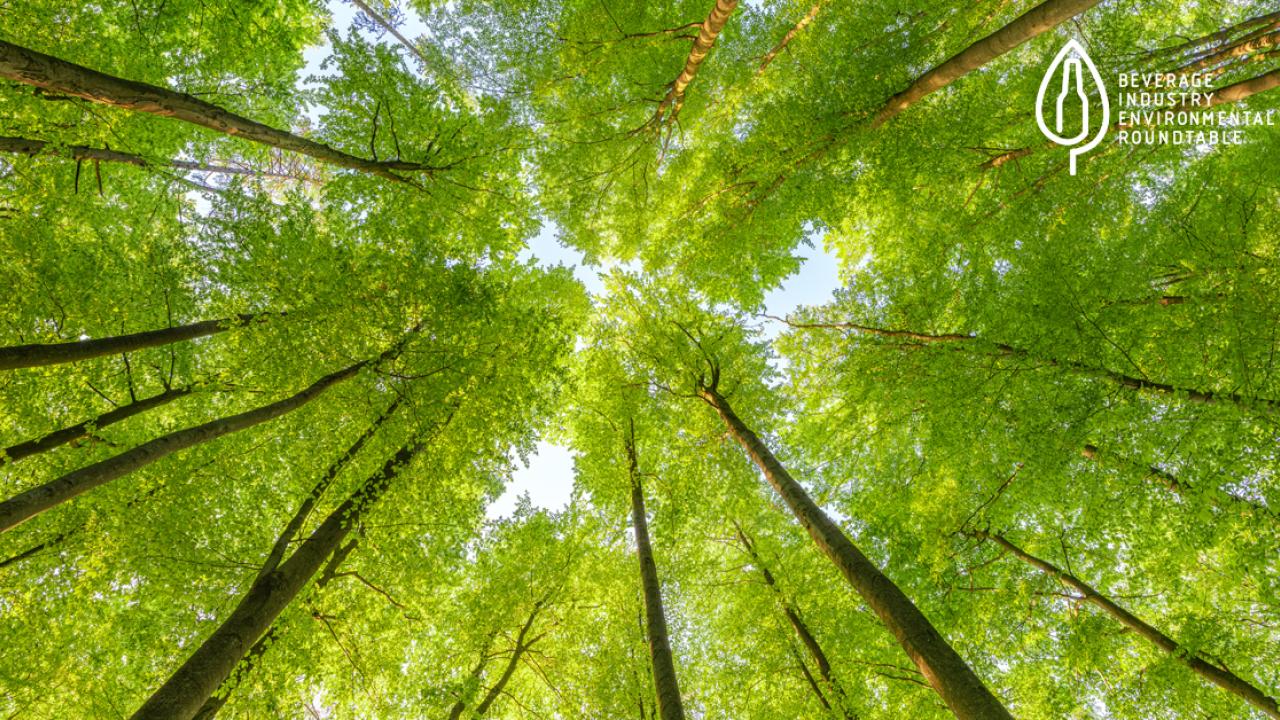 spring trees