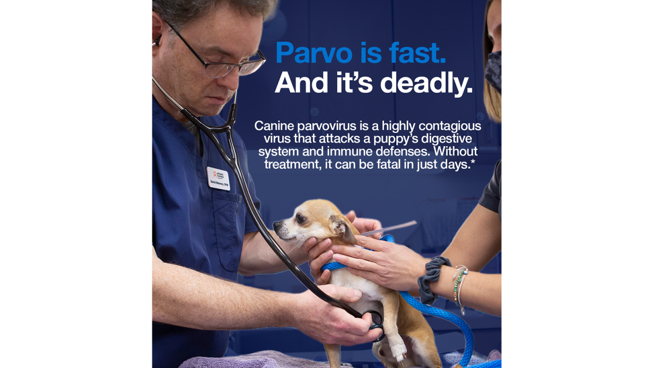 Parvo is fast. And it's deadly. Canine parvovirus is a highly contagious virus that attacks a puppy's digestive system and immune defenses. Without treatment, it can be fatal in just days.*