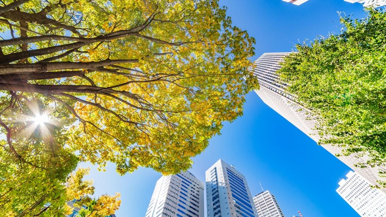 tree canopy and tall buildings, seen from below
