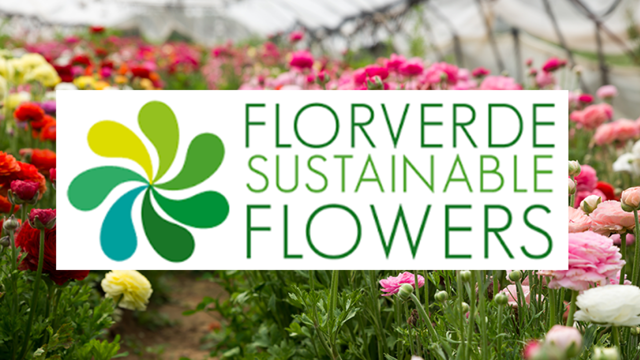 A photo of different coloured flowers with a white box and green text that reads "Florverde Sustainable Flowers"