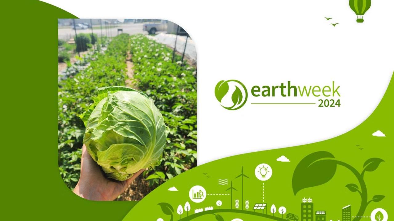 A person holding a cabbage 