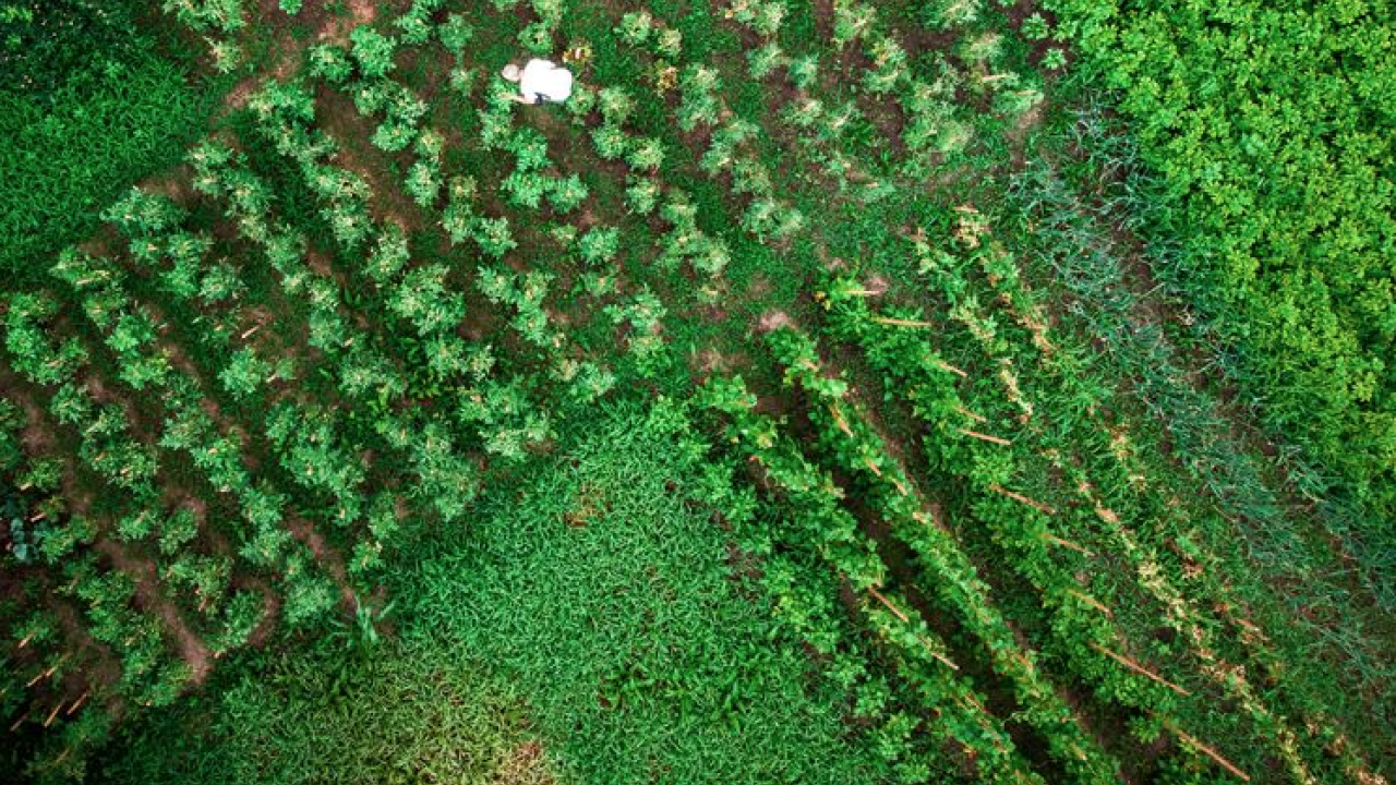 Aerial View of crops