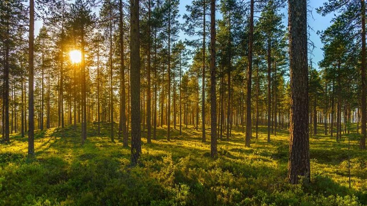 Sunny Forest