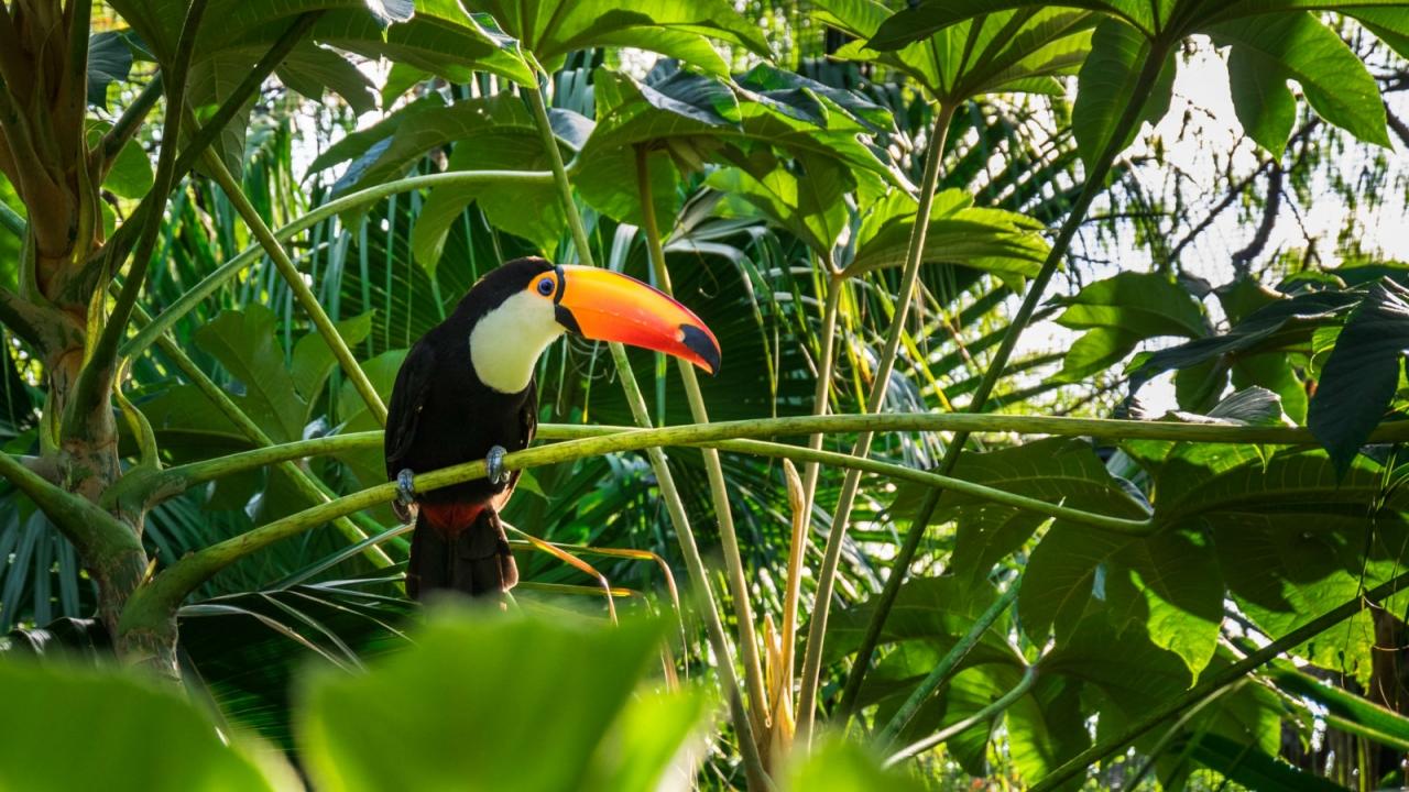 Toucan on a branch