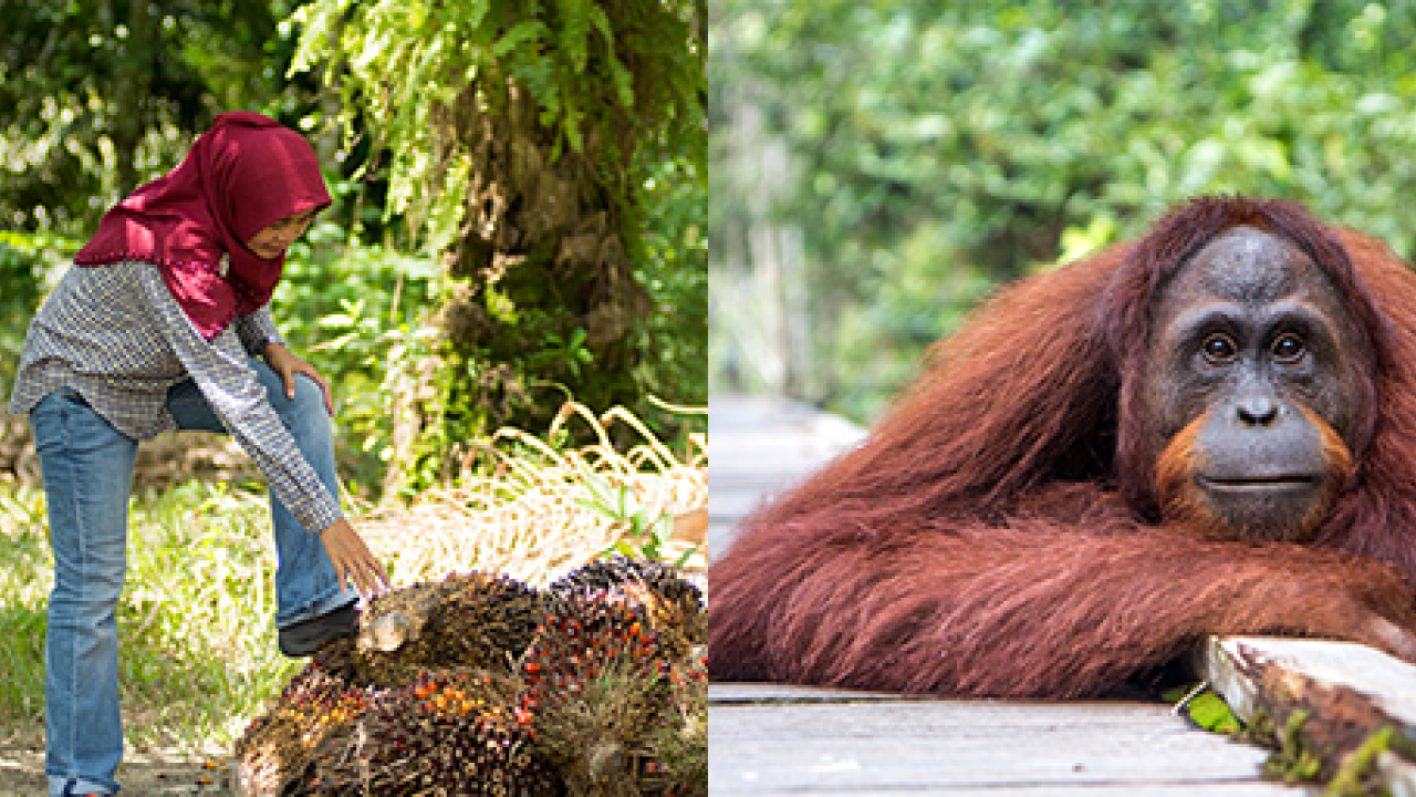 Collage of four images: a butterfly, a person next to a pile of durians, an orangutan, and sunlight through dense trees.
