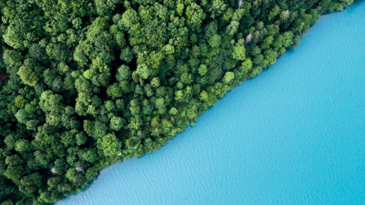 aerial view of heavily forested land with sharp change to expanse of water