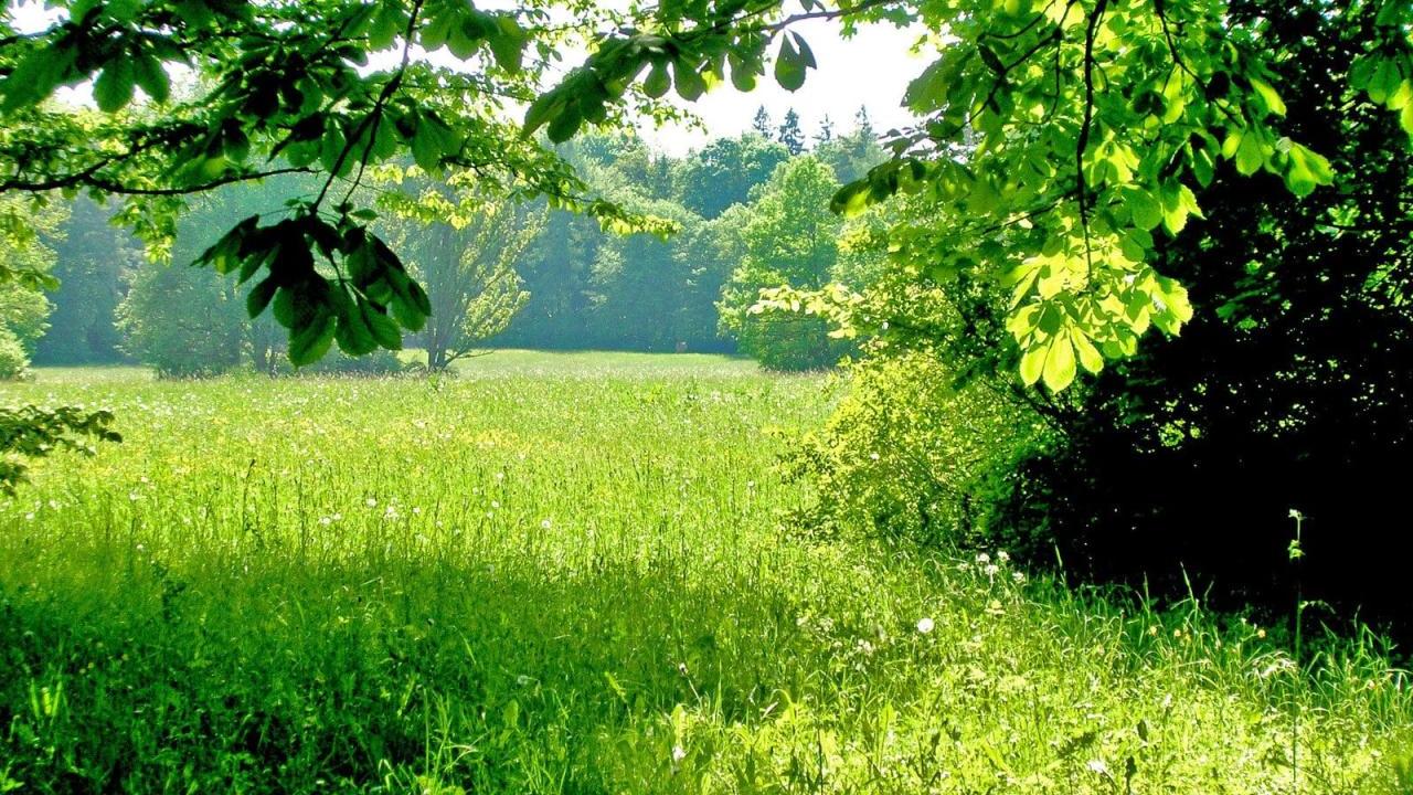 Forestland