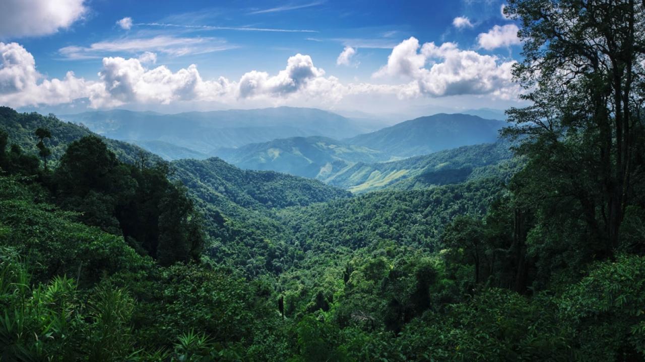 Forest and skyline