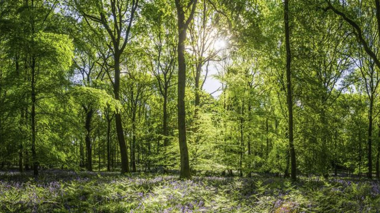 Forest full of trees with the sun shining through