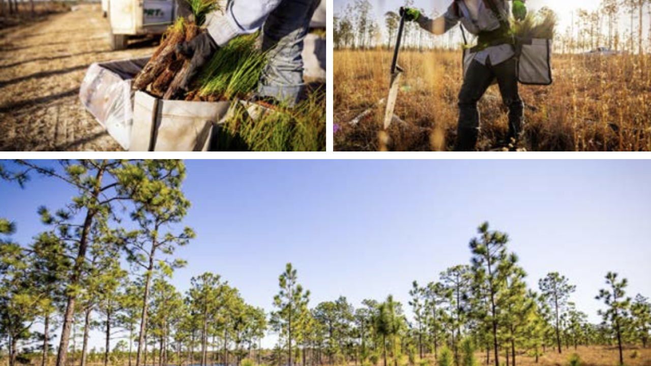 Collage of images of someone walking through a young forest with small trees
